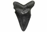 Serrated, Juvenile Megalodon Tooth - South Carolina #360941-1